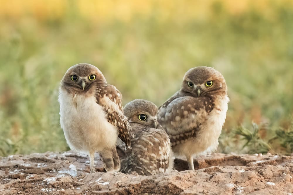 Curious Burrowing Owls by Ming Chen — canvas wall art