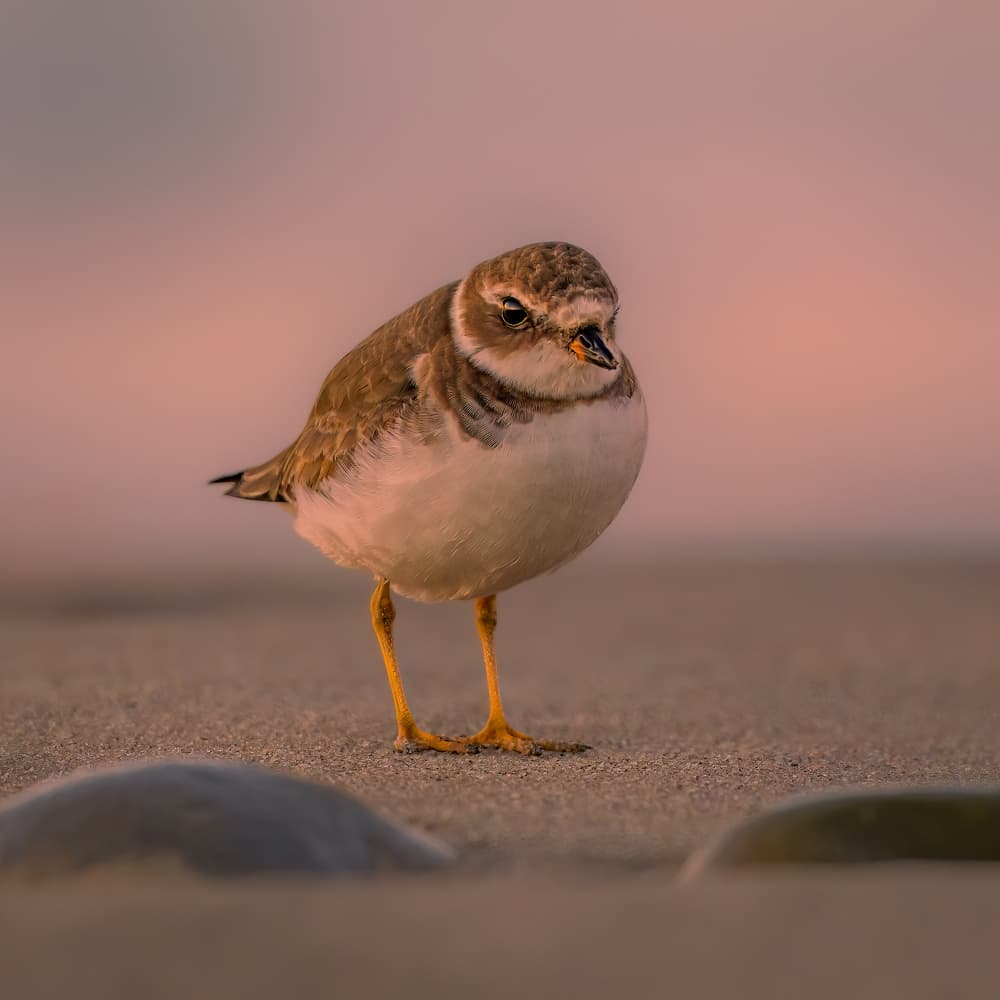 Beach Bird Golden Light by Jacob (Jian) Xu — canvas wall art