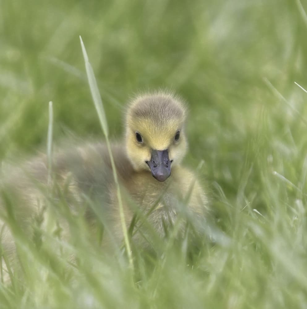Cute Gosling In Grass by Anna Cseresnjes — canvas wall art