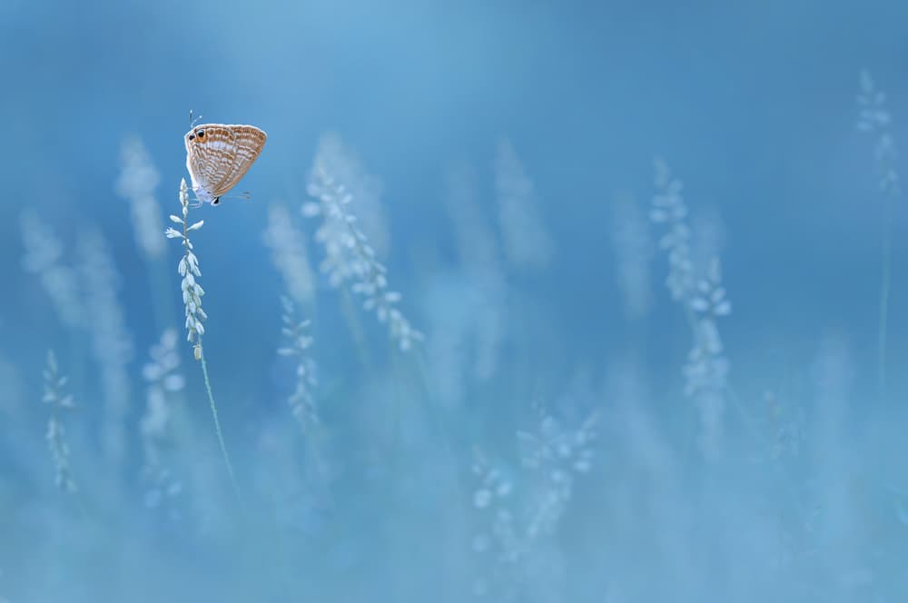 Blue Butterfly Field by Edy Pamungkas — canvas wall art