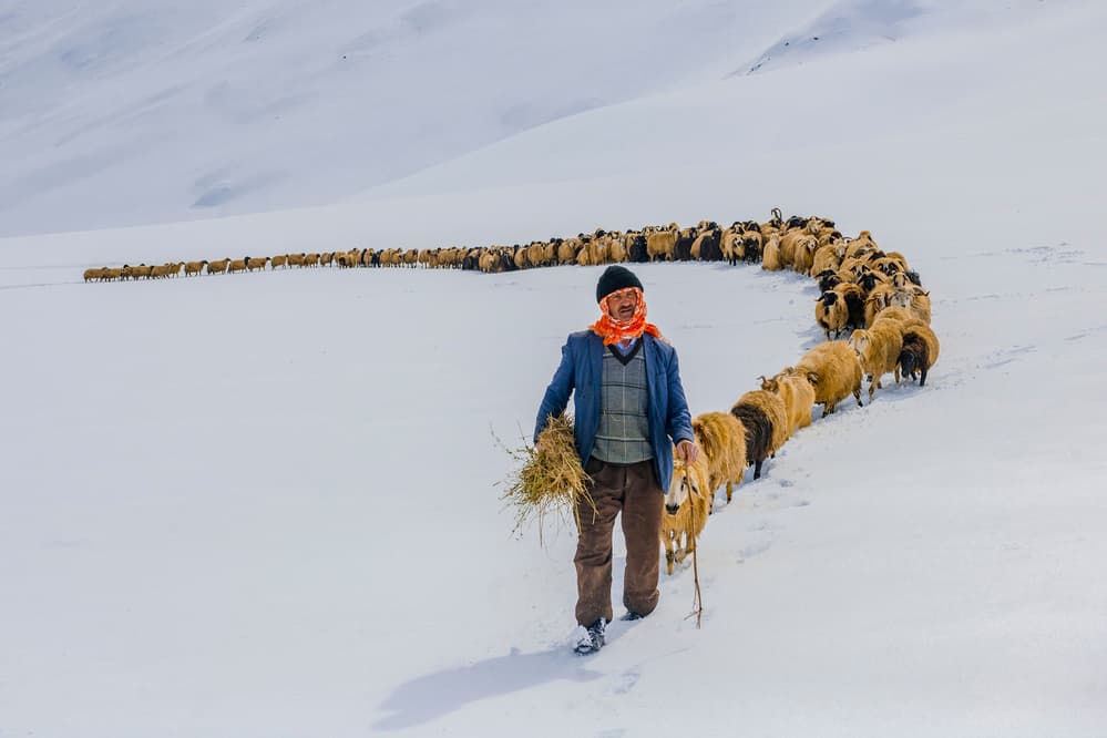 Winter Shepherd and Sheep by Murat Cacim — canvas wall art