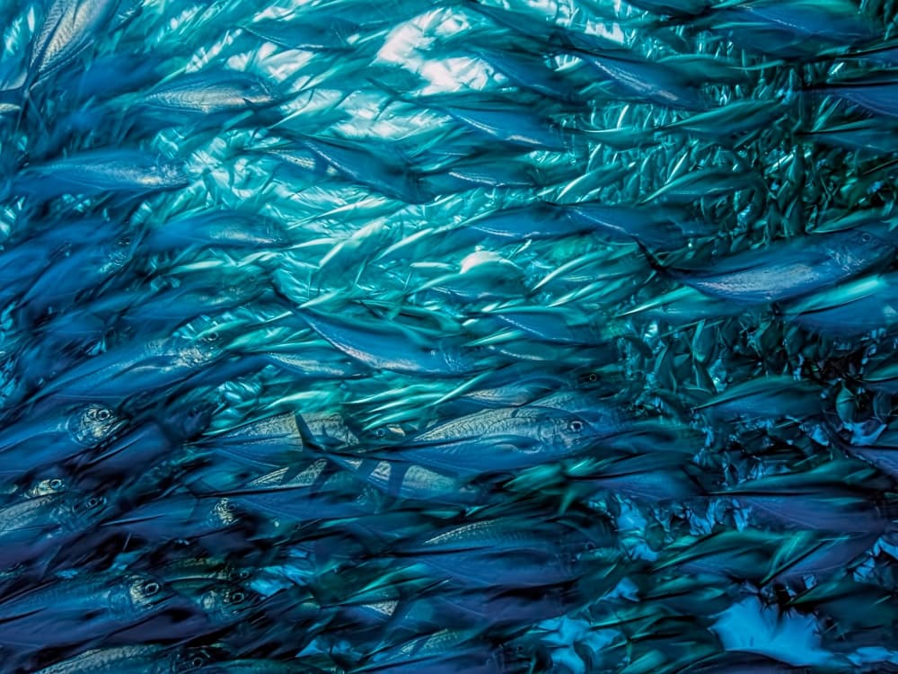 School Of Fish Swirl by Henry Jager — canvas wall art