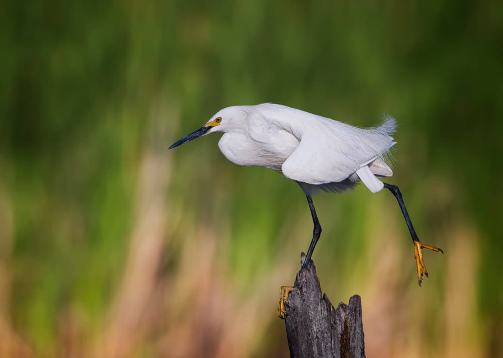 Snowy Egret Balancing by verdon — canvas wall art