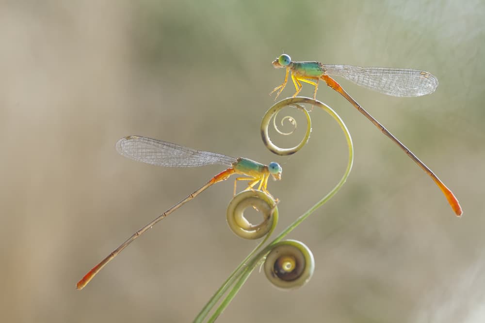 Delicate Damselfly Spirals by Abdul Gapur Dayak — canvas wall art