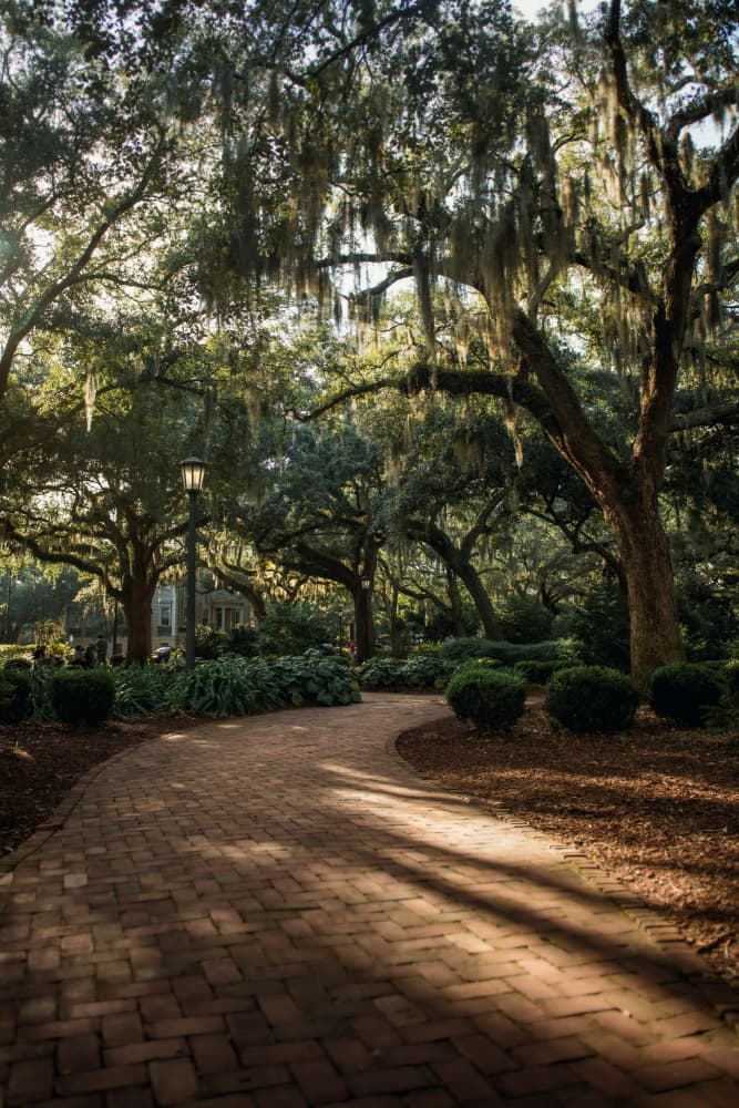 Winding Southern Path by Tim Mossholder — canvas wall art