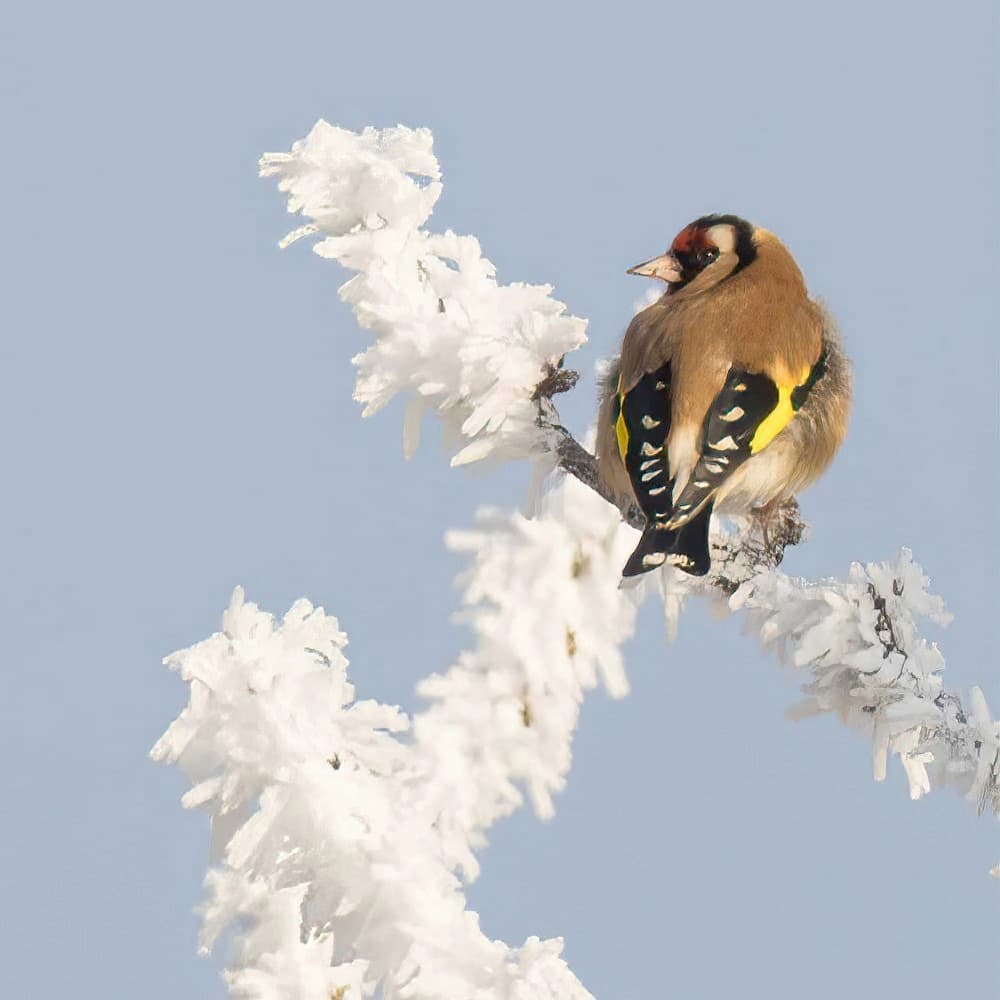 Goldfinch on Frosty Branch by alberti Patrick — canvas wall art