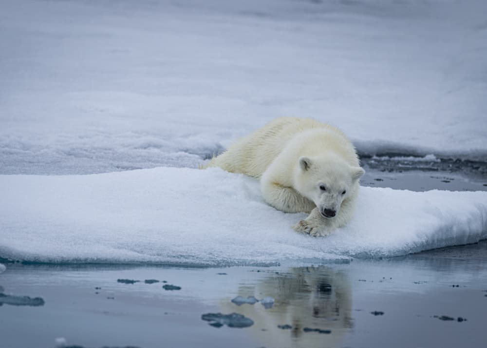 Polar Bear Gaze by Shobhit Chawla — canvas wall art