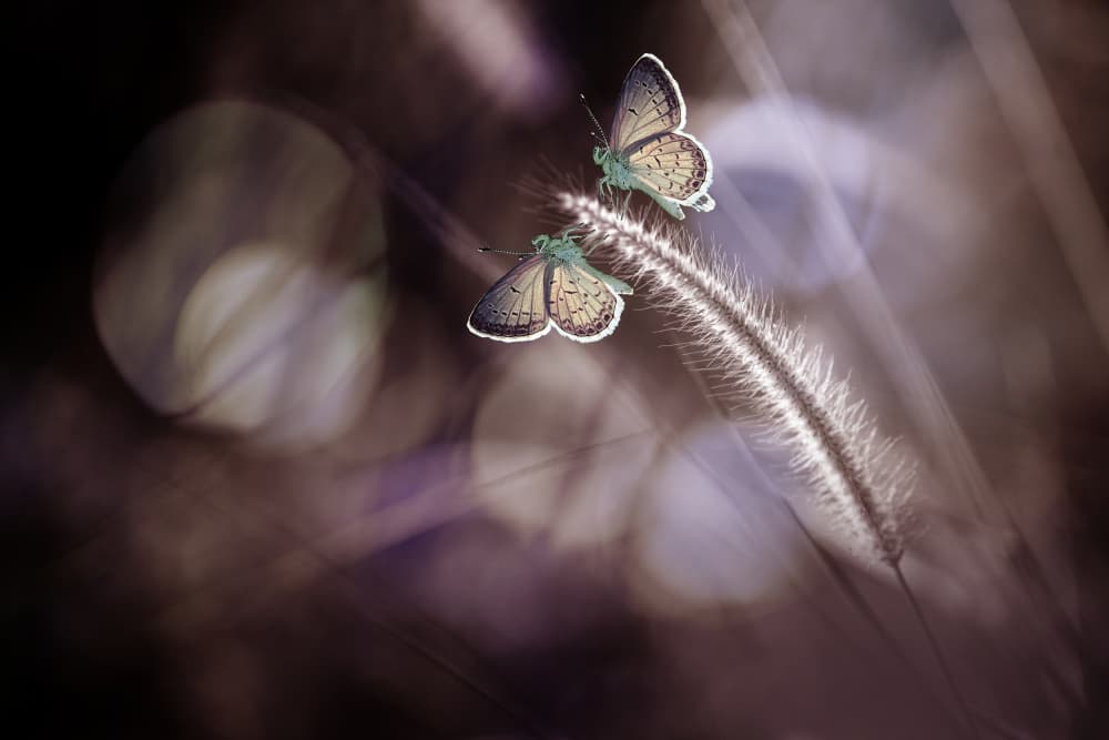Serene Butterflies Macro by Andri Priyadi — canvas wall art