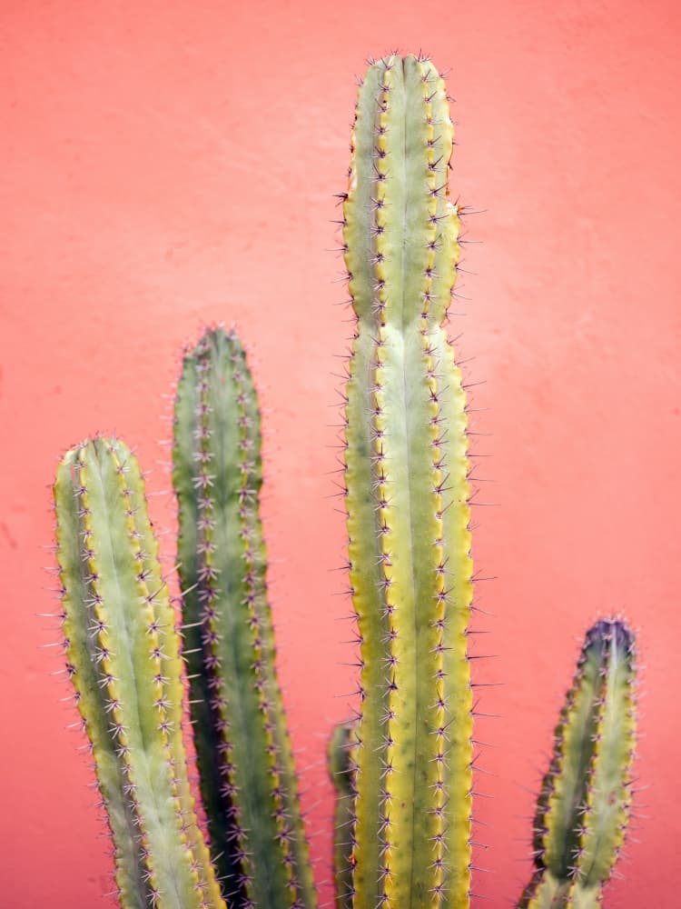 Pretty Pink Cactus Marrakech by Raisa Zwart — canvas wall art