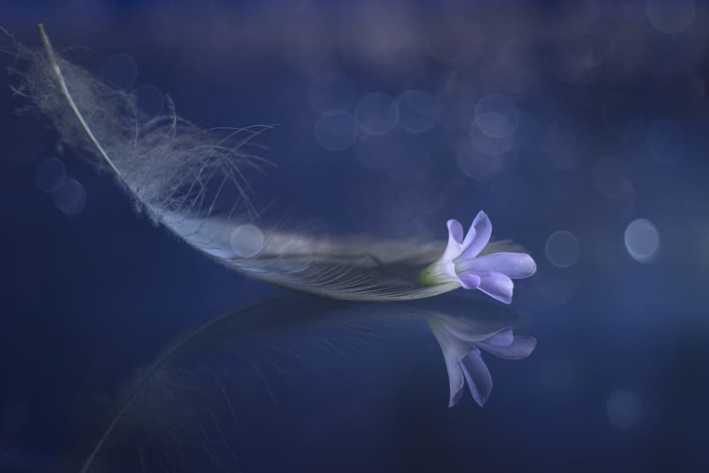 Delicate Feather Blue by Igor Kopcev — canvas wall art