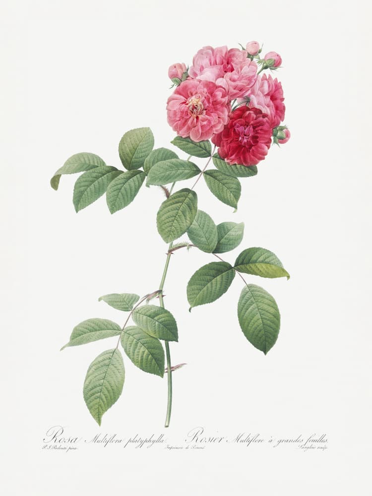Seven Sisters Roses, Les Roses (1817–1824) by Pierre-Joseph Redoute — canvas wall art