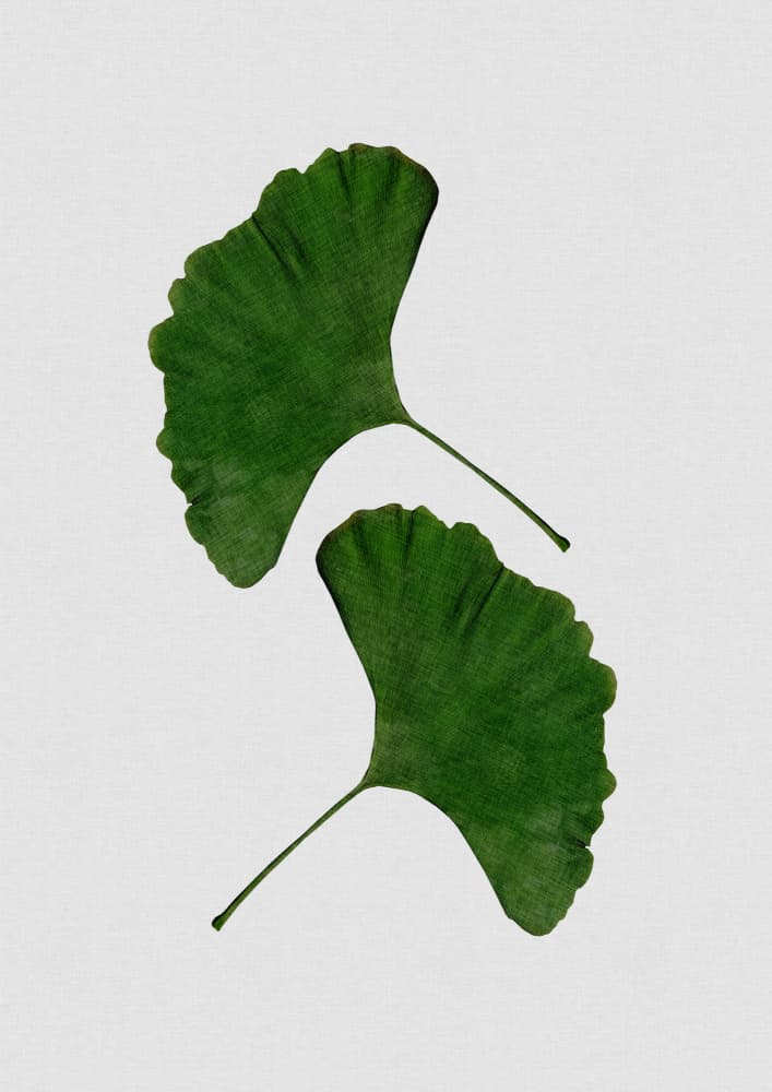 Two Green Ginkgo Leaves by Orara Studio — canvas wall art
