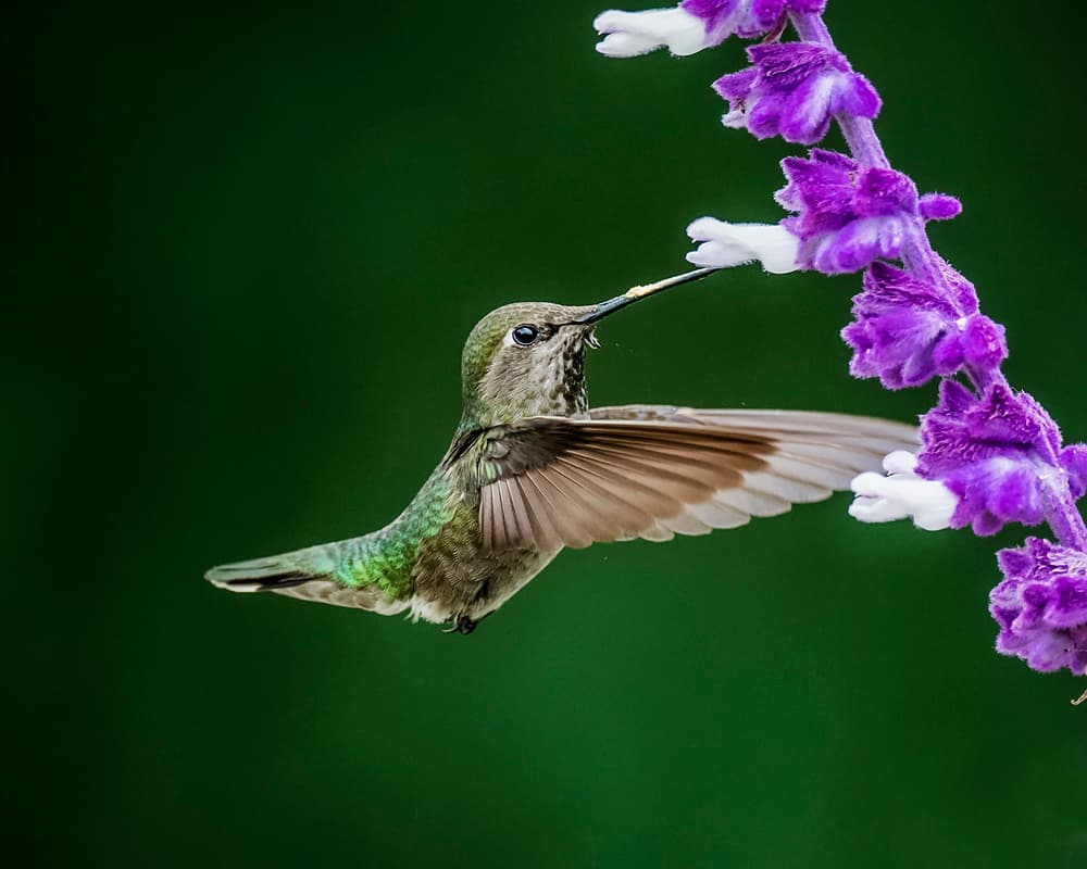Hummingbird Nectar Sip by David H Yang — canvas wall art