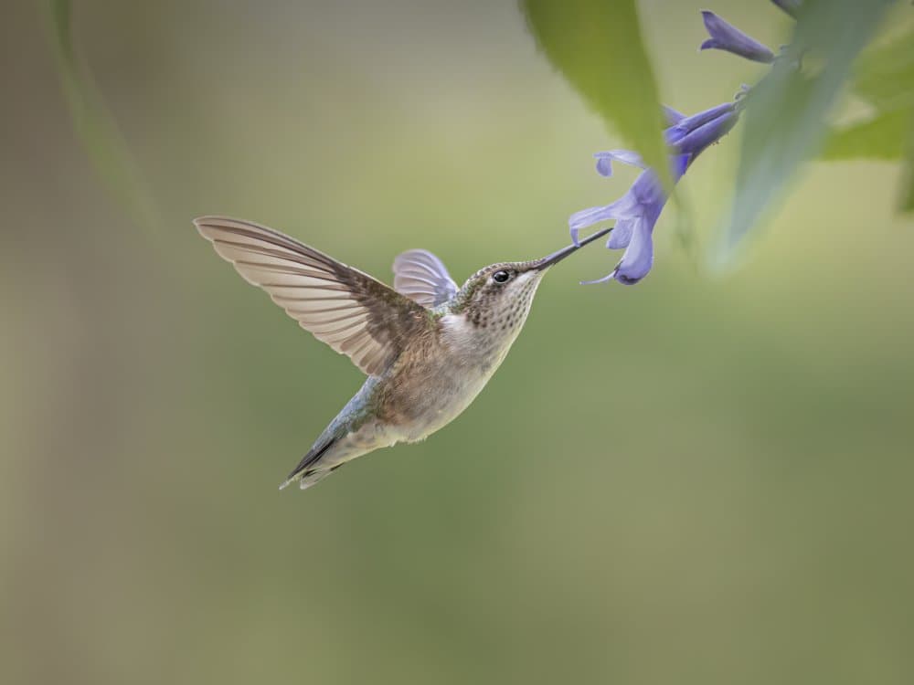 Graceful Hummingbird Flight by Mei Hu — canvas wall art