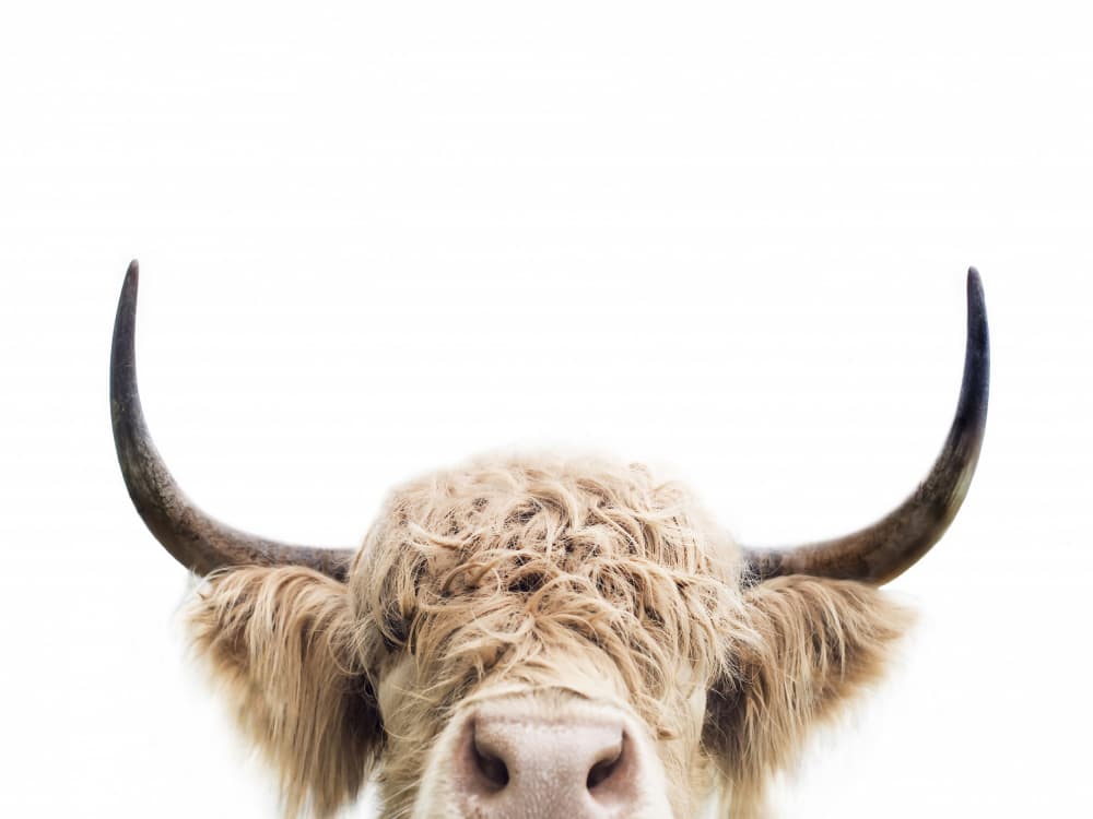 Peeking Cow by Kathrin Pienaar — canvas wall art