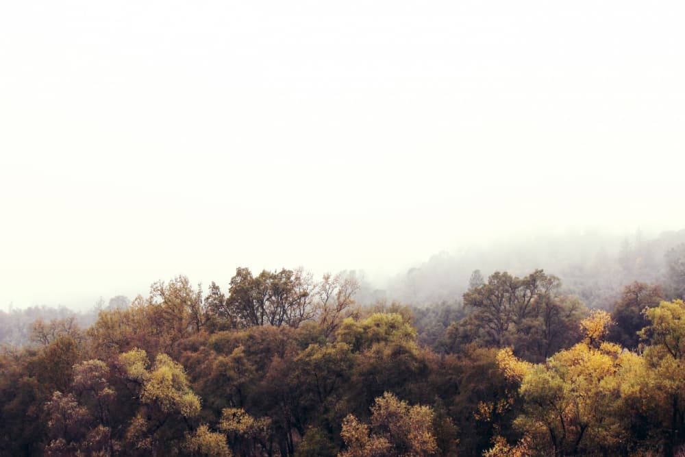 Misty Autumn Forest by Gemma Bardot — canvas wall art