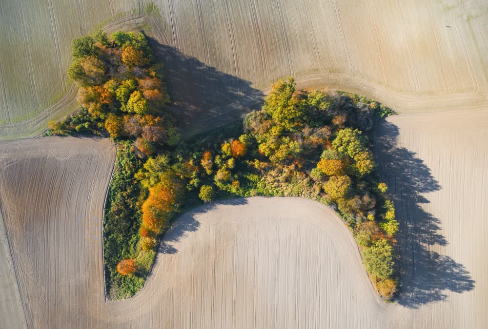 Autumn Dog Fields by Łukasz Małkiewicz — canvas wall art