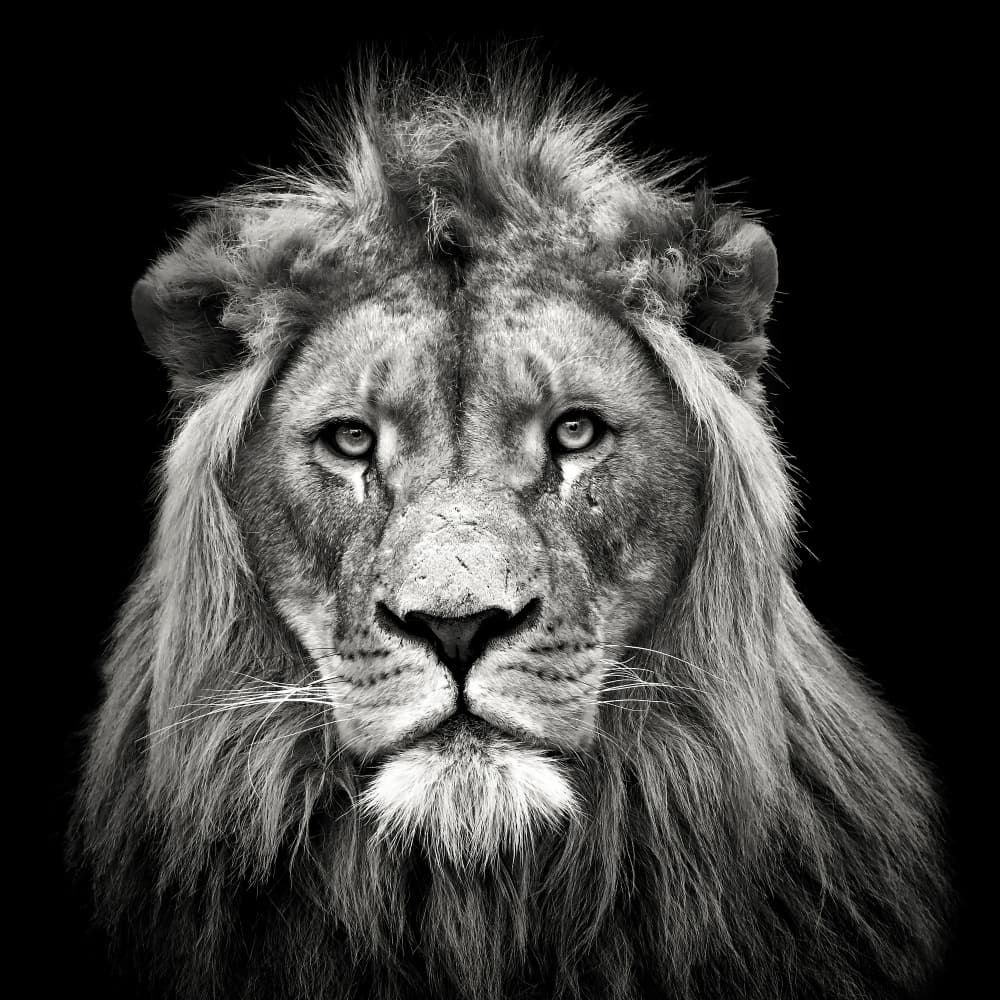Majestic Lion Portrait