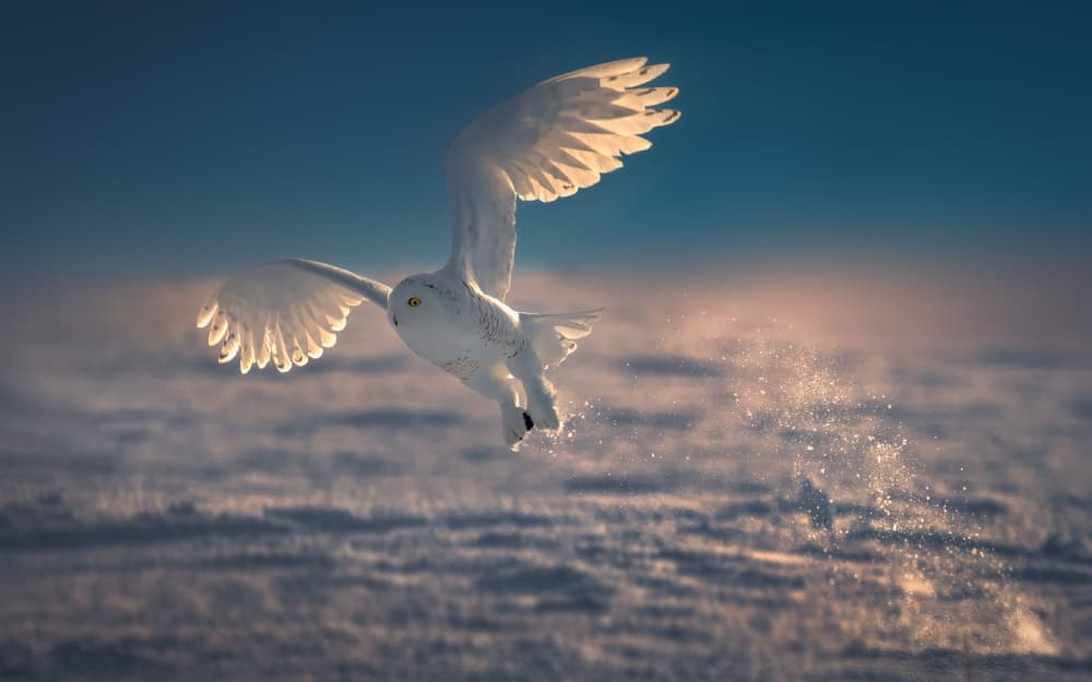 Snowy Owl in Flight by Li Ying — canvas wall art