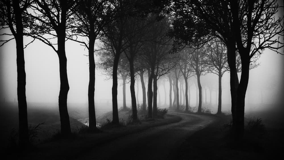 Misty Forest Road by Jacob Tuinenga — canvas wall art