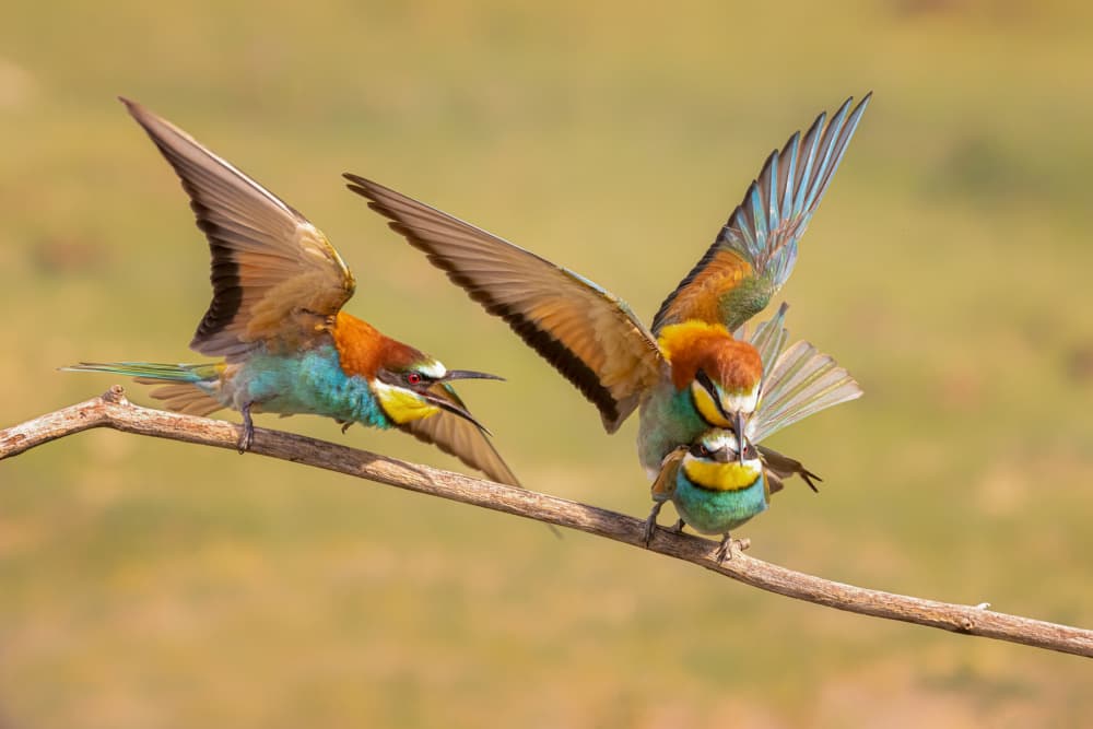 Vibrant Bee-eaters Action by Siyu_Wei APA — canvas wall art