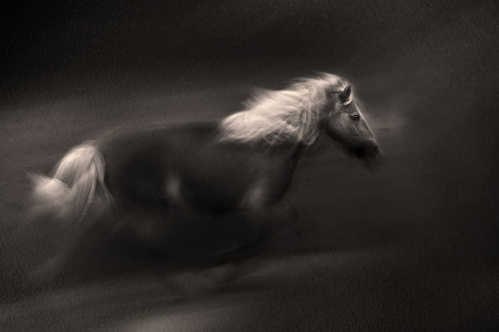Majestic Horse in Motion by Martine Benezech — canvas wall art