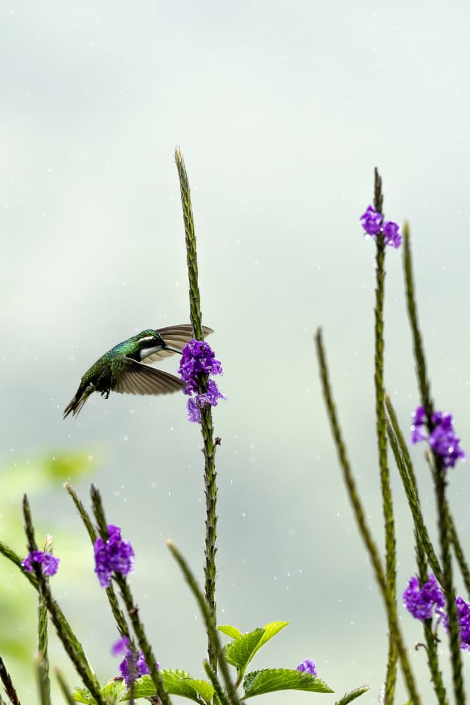 Vibrant Hummingbird Purple Flowers by Caroline Wirtz — canvas wall art