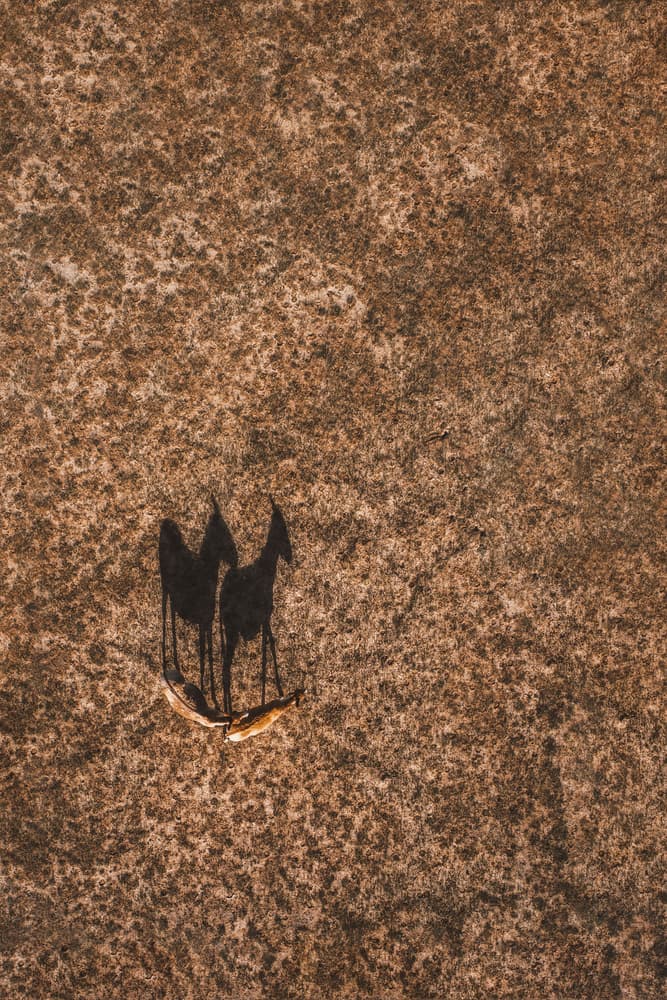 Desert Animal Shadows by TIANQI — canvas wall art