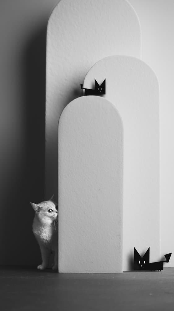 Curious Cat Arches by Terry F — canvas wall art