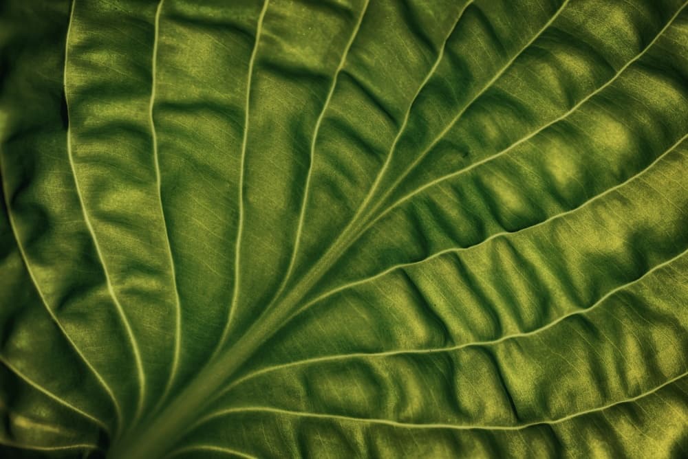 Vibrant Leaf Texture by Lotte Grønkjær — canvas wall art