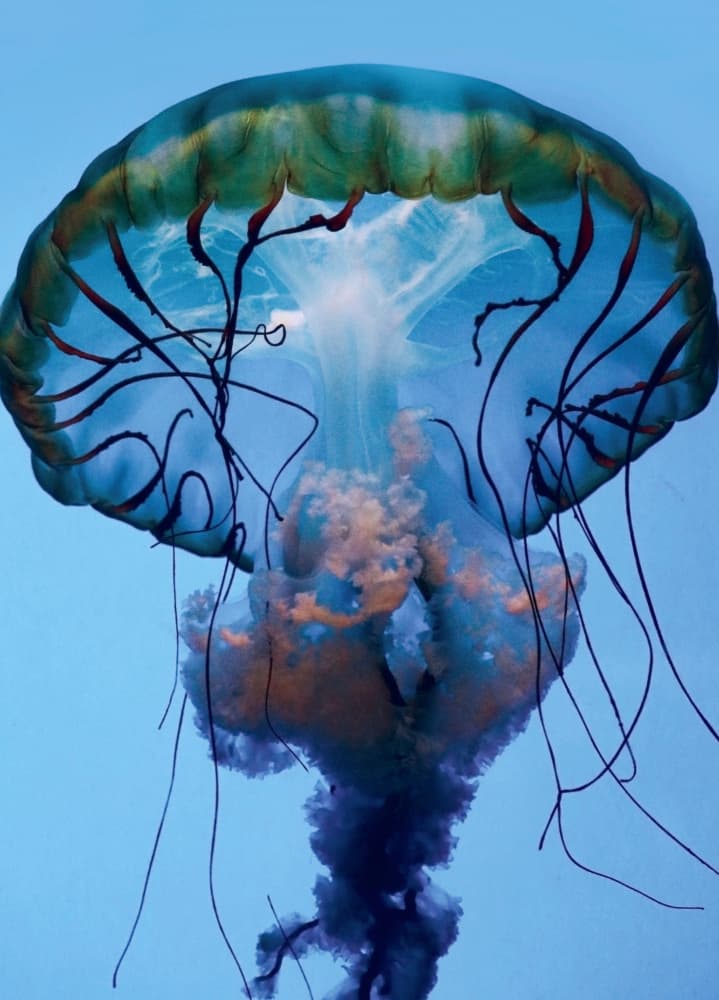 Graceful Blue Jellyfish by Robin Wechsler — canvas wall art