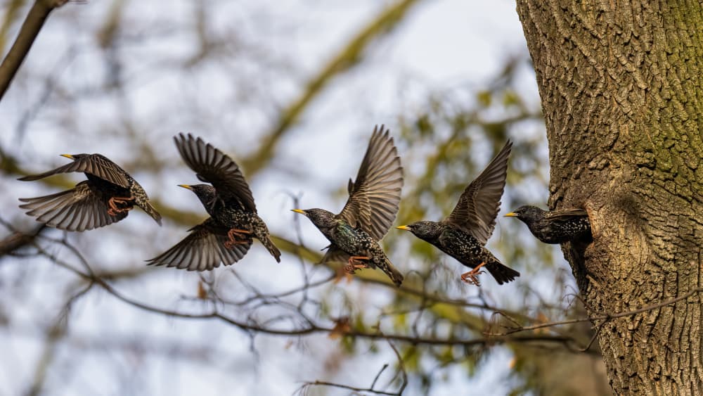 Starlings Taking Flight by Rostislav Kralik — canvas wall art