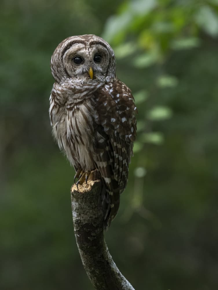 Vigilant Forest Owl by Liwen Tao — canvas wall art