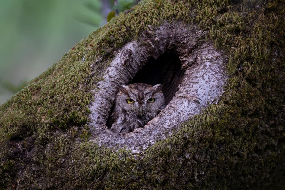 Western screech owl by Max Wang — canvas wall art