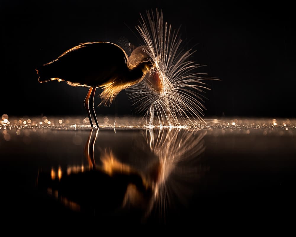 Sparkling Night Bird by Annie Poreider — canvas wall art
