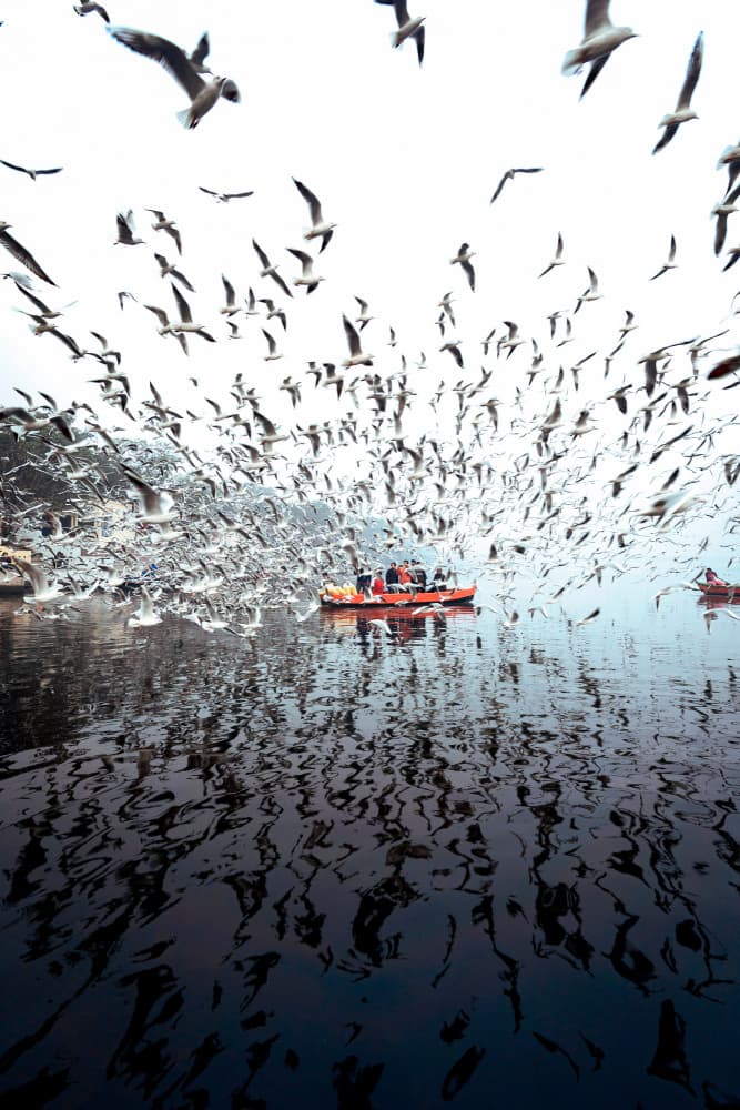 Seagull Flock Over Water by Arun R Hegden — canvas wall art