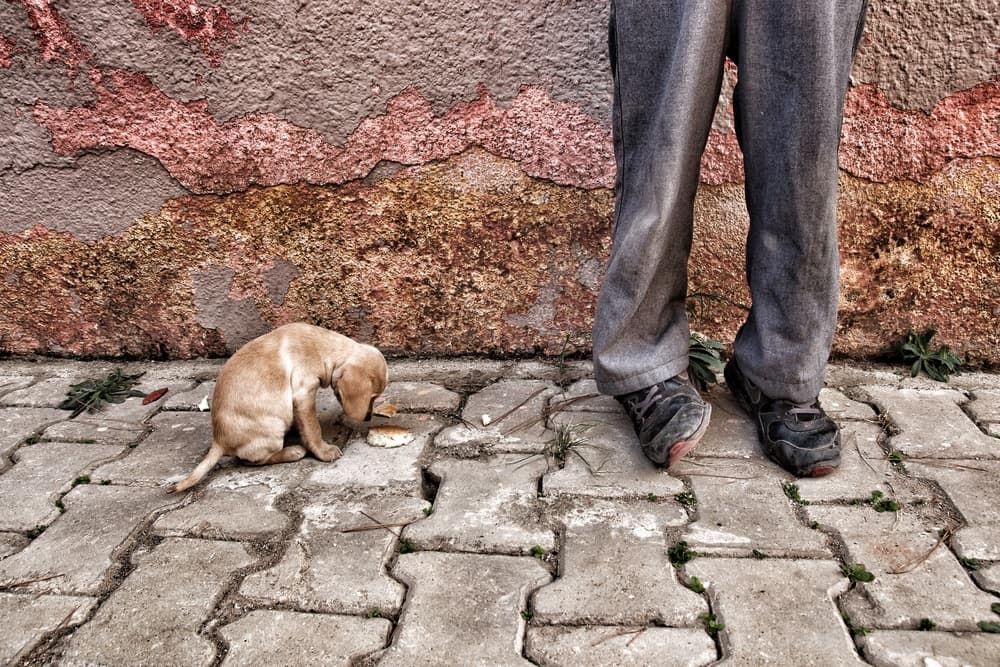Street Puppy's Meal by Ali Ayer — canvas wall art