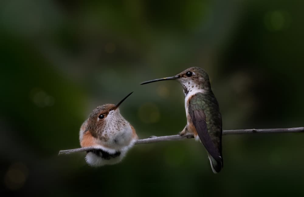 Hummingbirds on Branch by NanZ — canvas wall art