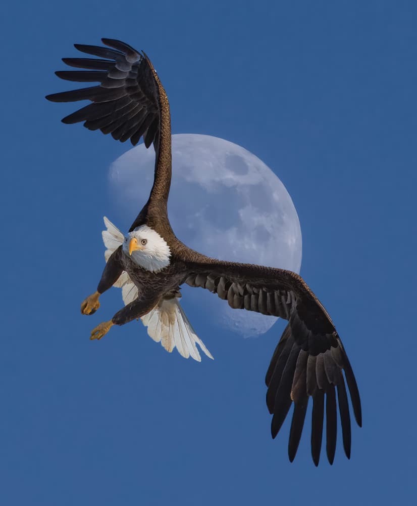 Eagle Soaring Moon by Chong Q. Wu — canvas wall art