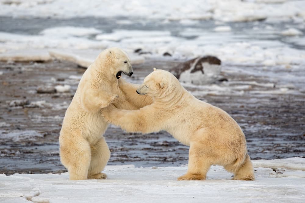 Polar Bears Playing by Alessandro Catta — canvas wall art