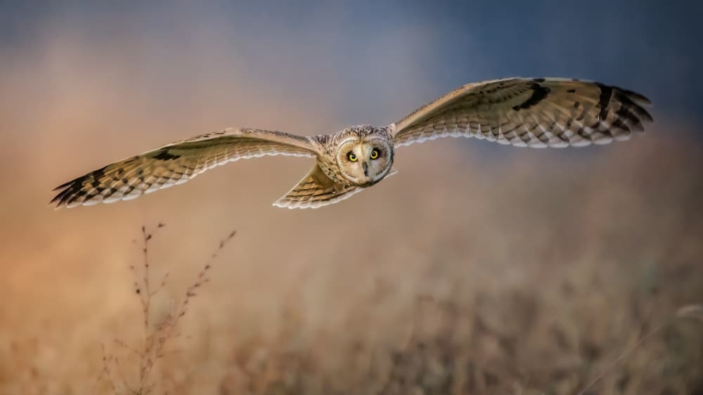 Short-Eared Owl in Flight by Jacob (Jian) Xu — canvas wall art