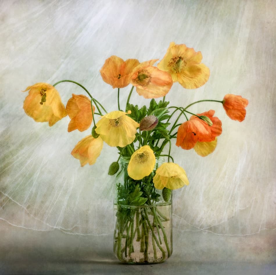 In the window by Mandy Disher — canvas wall art