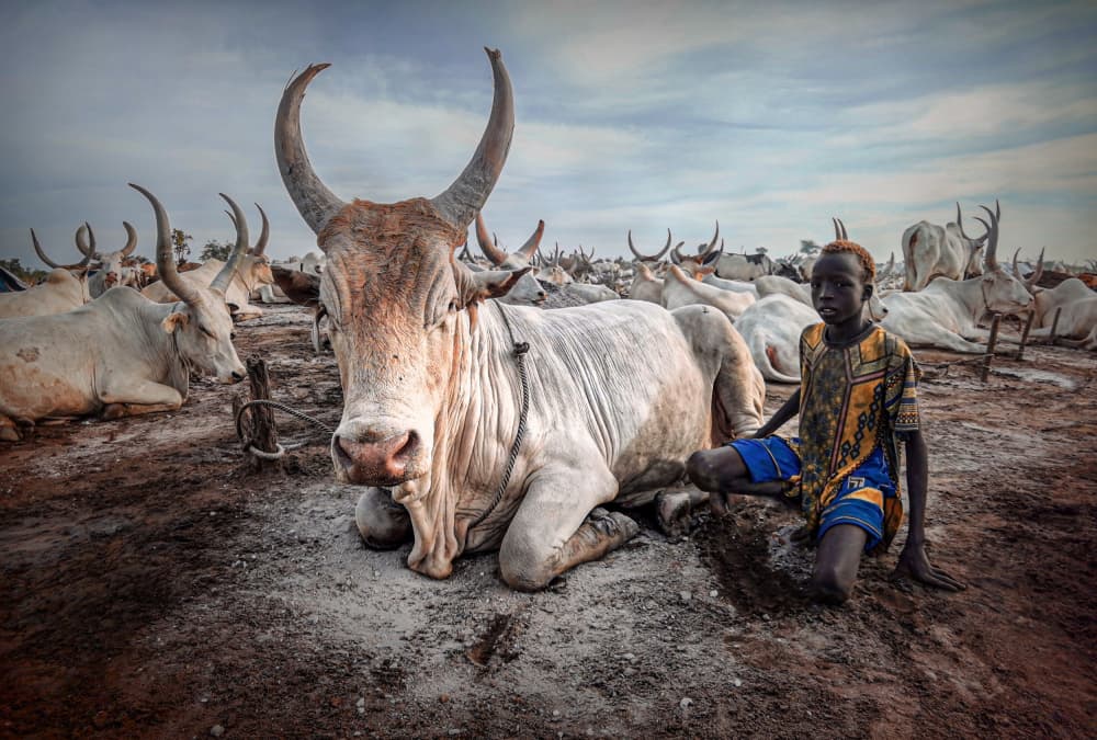 African Boy and Bull by Svetlin Yosifov — canvas wall art