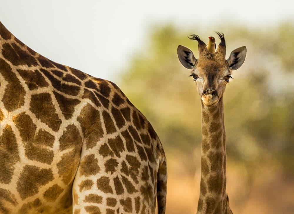 Young Giraffe and Oxpecker by Jaco Marx — canvas wall art