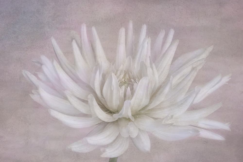 Soft White Dahlia by Marie-anne Stas — canvas wall art