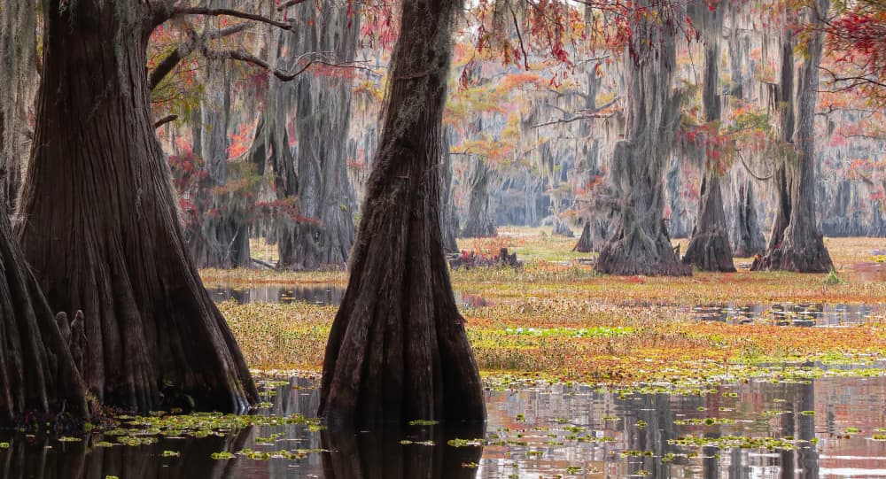 Autumn Cypress Reflections by Johnson Huang — canvas wall art