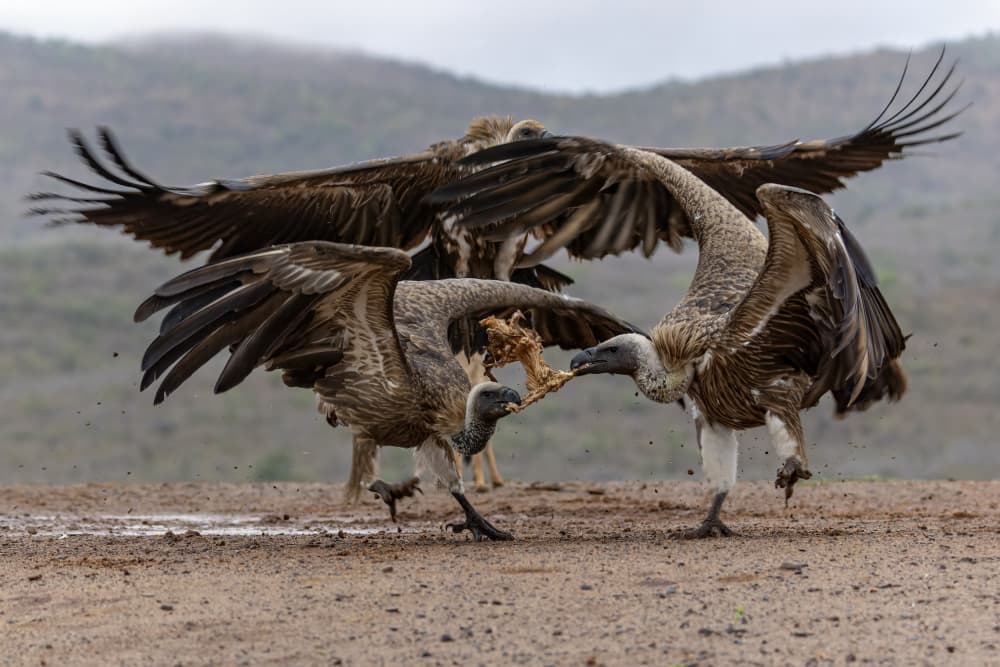 Intense Vulture Struggle by Alessandro Catta — canvas wall art