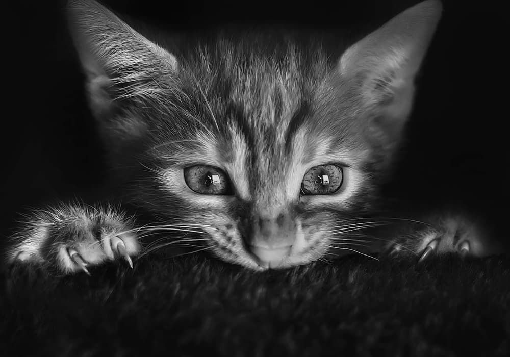 Curious Kitten Claws by Monte Pi (10catsplus) — canvas wall art
