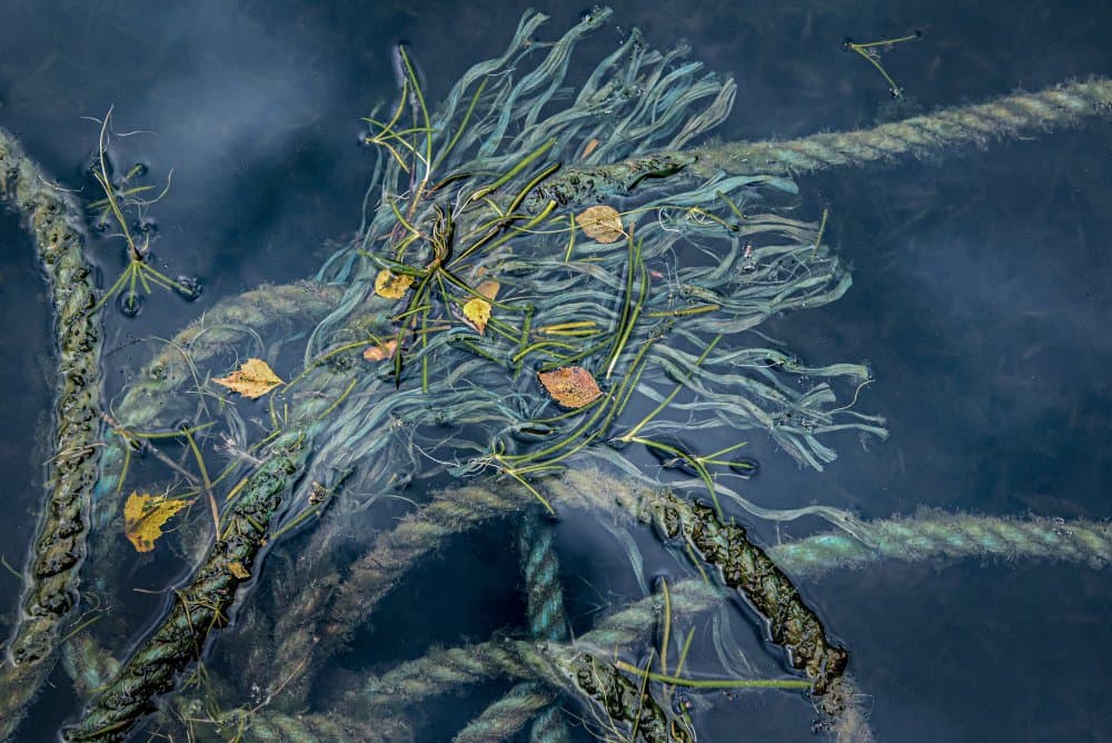 Submerged Ropes and Leaves by Linda Wride — canvas wall art