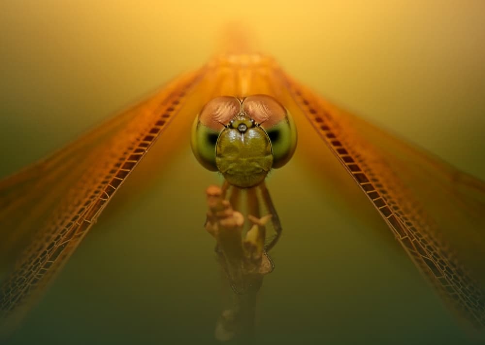 Vibrant Dragonfly Portrait by Fahmi Bhs — canvas wall art